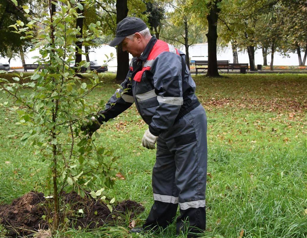 В Костроме этой осенью посадят сотни молодых деревьев и кустарников