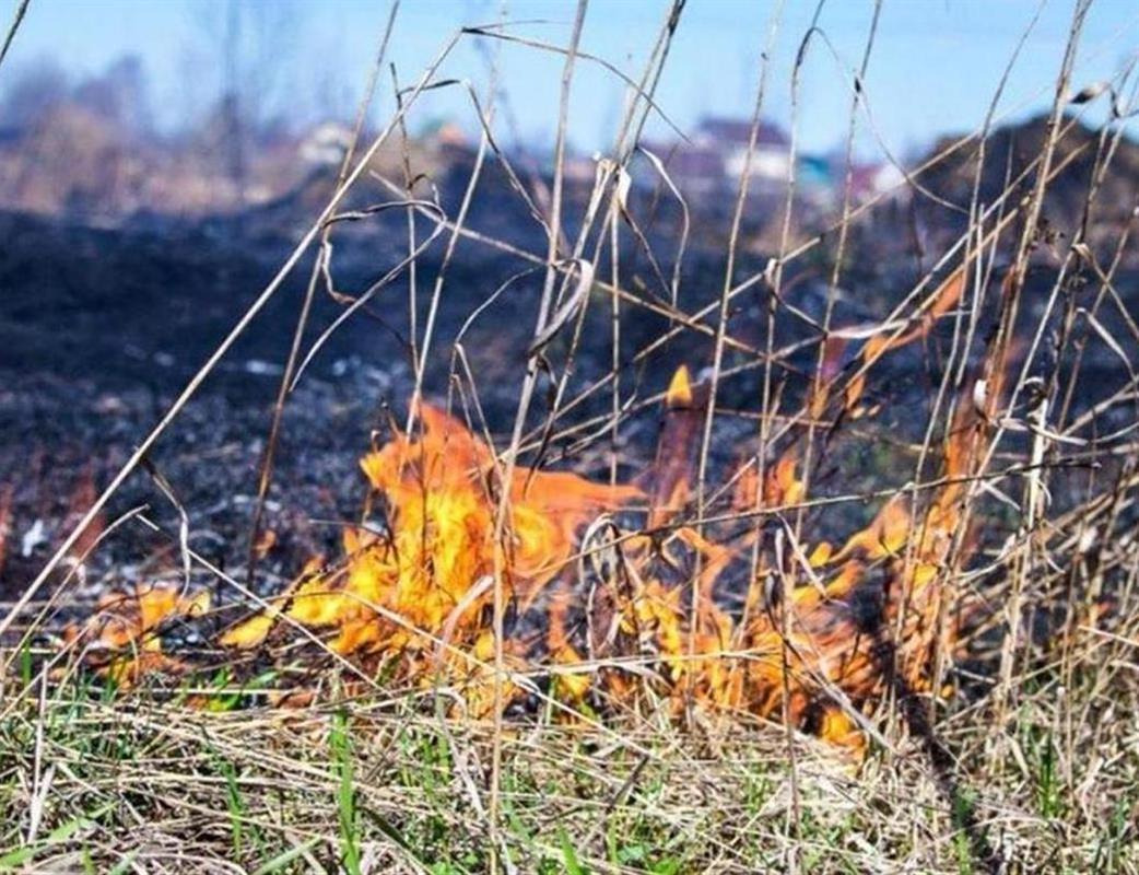 За сутки в Костромской области зарегистрировано 9 палов травы 

