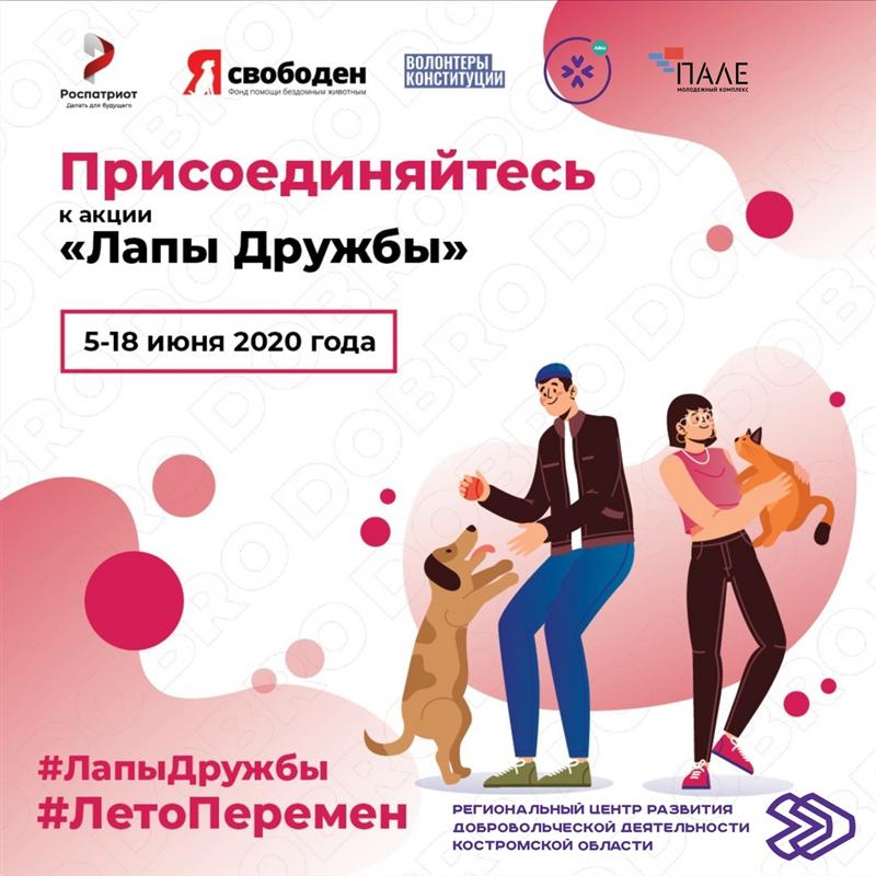 «Лапы дружбы»: Кострома поддержала Всероссийскую акцию помощи четвероногим.