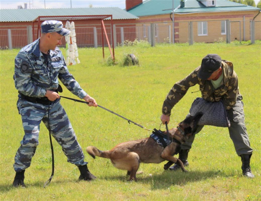 Полицейские – кинологи из разных городов будут тренироваться в Костроме