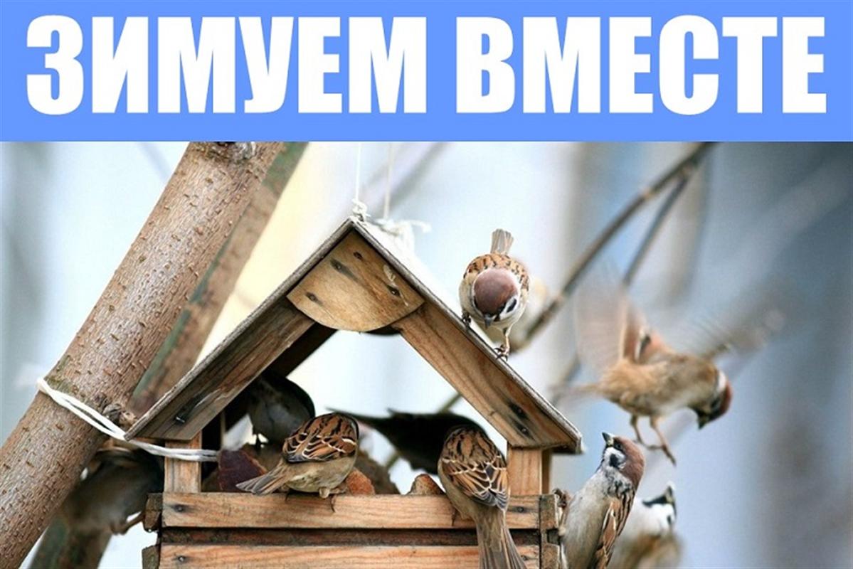 «Зимуем вместе»: стартует конкурс для юных любителей птиц