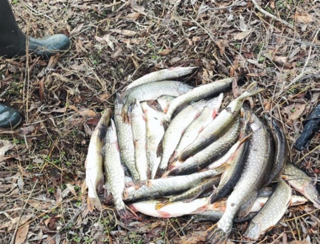 В Костромской области задержали браконьеров, незаконно ловивших рыбу