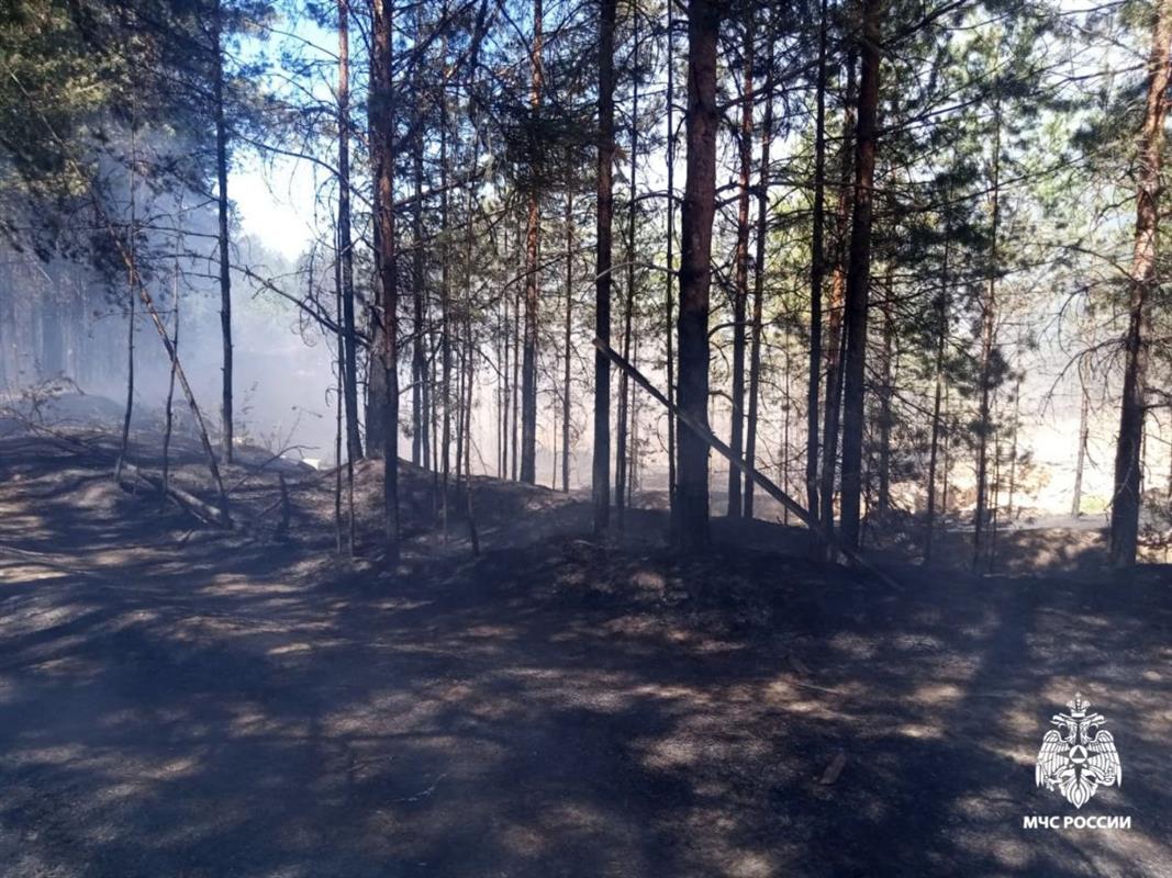 В Костромской области потушили первый в этом сезоне лесной пожар
