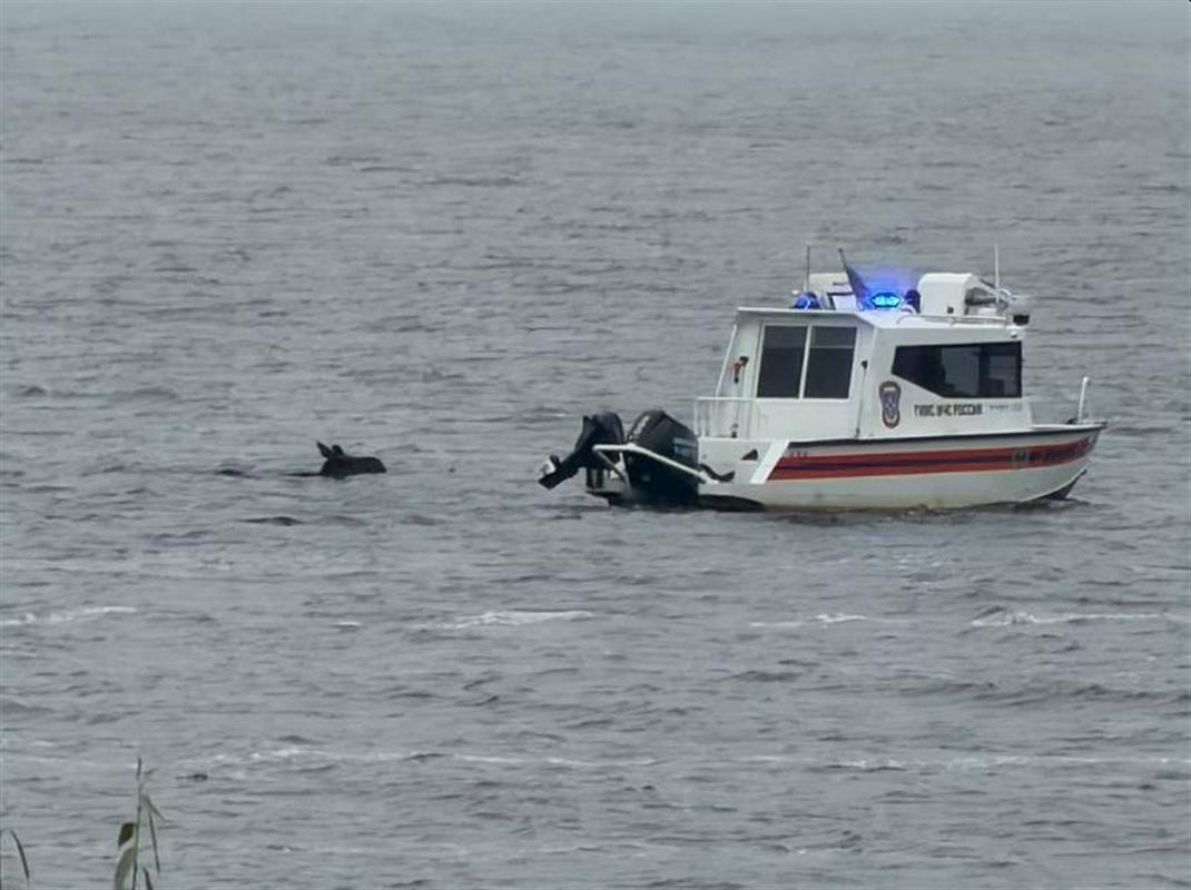 Забредшего в Кострому лося спасатели сопроводили на патрульных катерах за черту города
