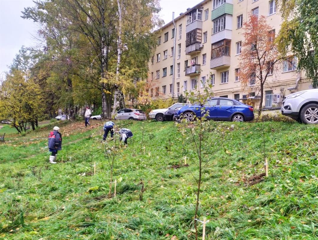 Молодые клёны, березы, липы и сосны высадят на костромских улицах осенью