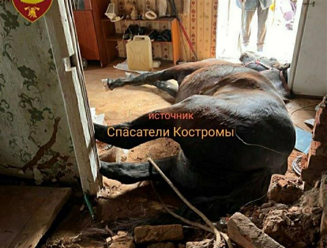 Костромские спасатели вызволили лошадь из ловушки в заброшенном доме