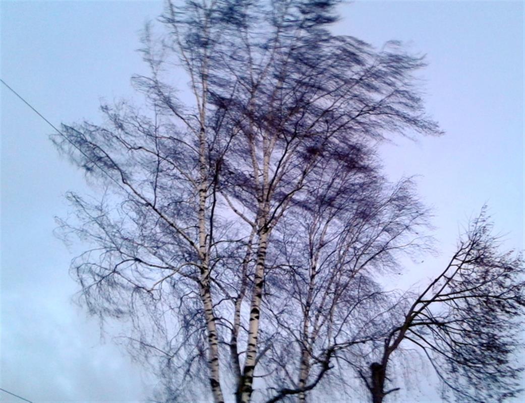 В Костроме и по области ожидается усиление ветра с порывами до 17 метров в секунду
