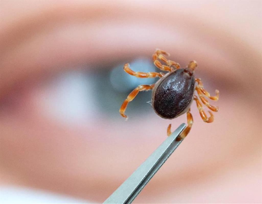 В Костромской области за неделю клещи покусали более 500 человек
