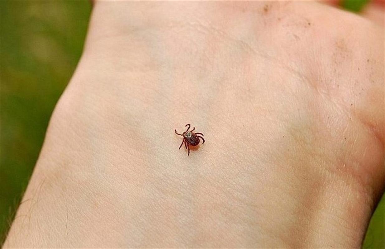 За неделю клещи покусали почти полторы тысячи костромичей
