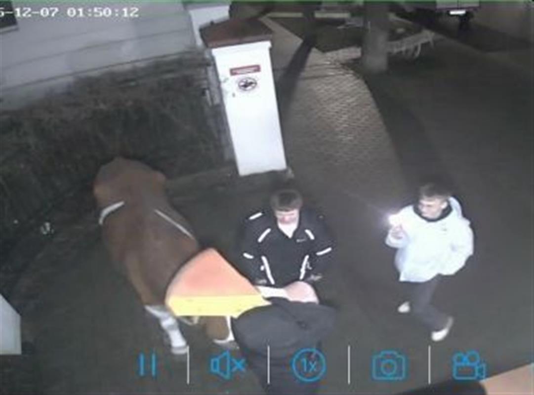 Вандала, повредившего скульптуру коровы у костромского музея сыра, нашли