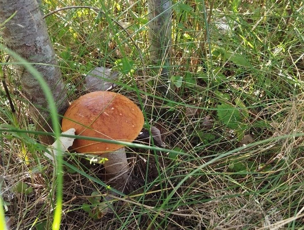 В МЧС рассказали костромичам, как не заблудиться в лесу