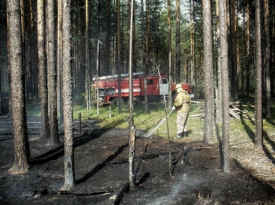 Два природных пожара возникли в костромских лесах в выходные дни