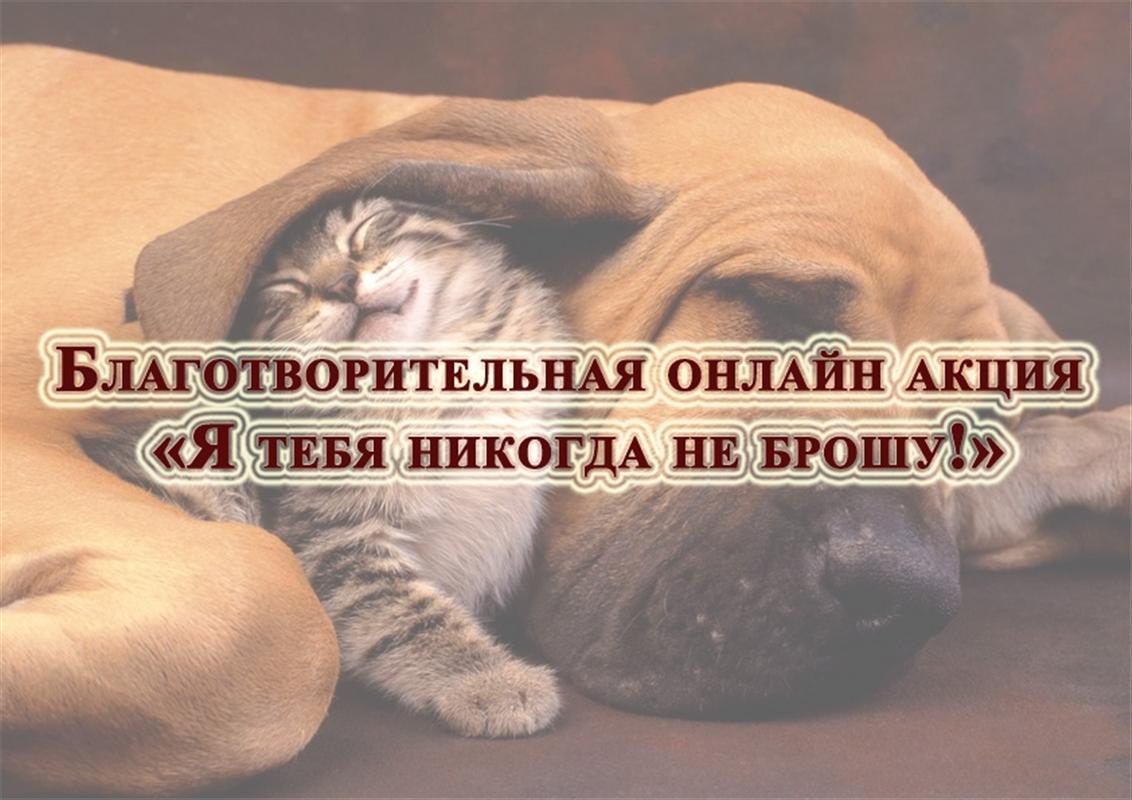 «Я тебя никогда не брошу!»: костромичей приглашают поучаствовать в доброй акции