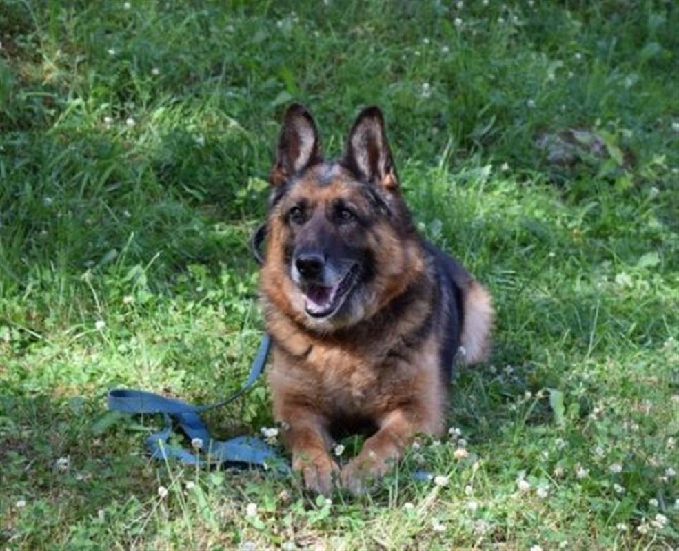 В костромском УФСИН ищут новый дом для служебной собаки-пенсионерки 