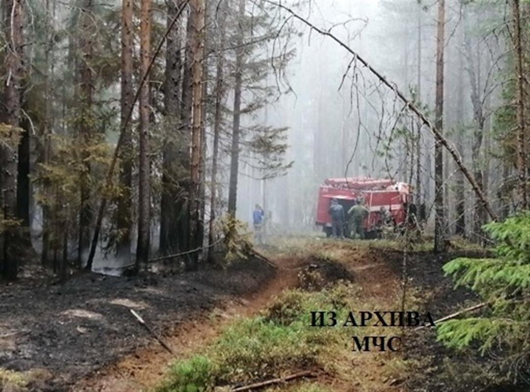 Лесной пожар потушили в Костромском районе
