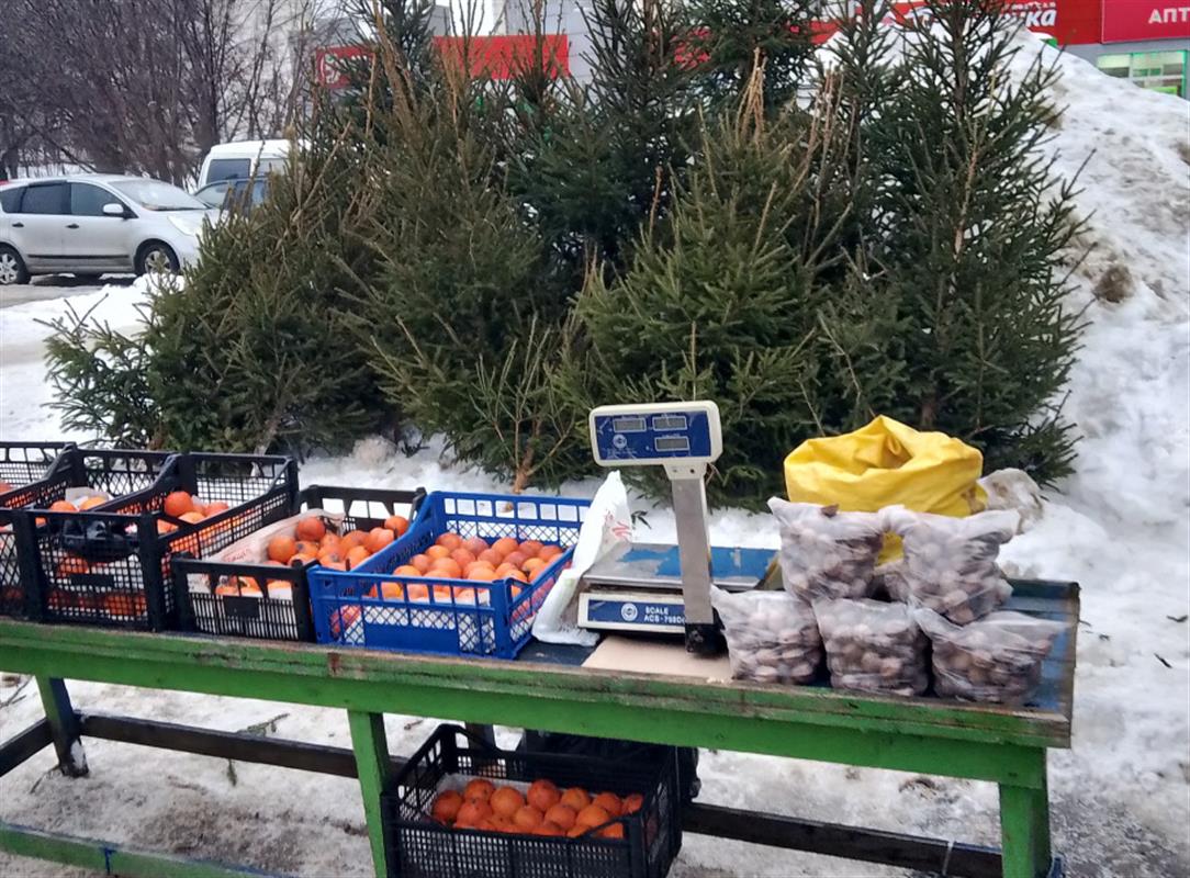 В Костроме штрафуют продавцов за незаконную торговлю живыми елями