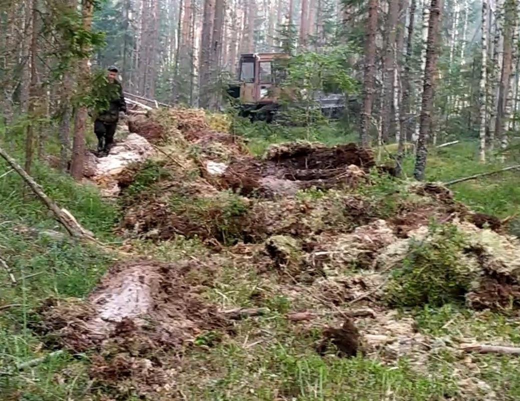 В костромском лесу оперативно потушили низовой пожар