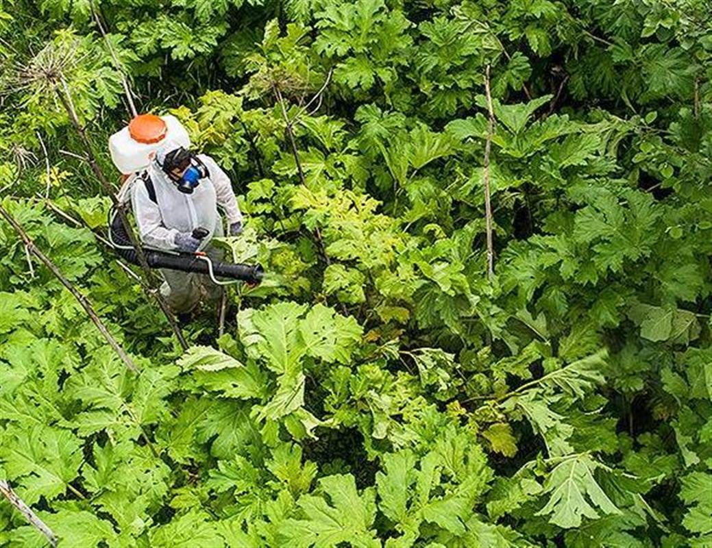 Кострому очистили от борщевика Сосновского