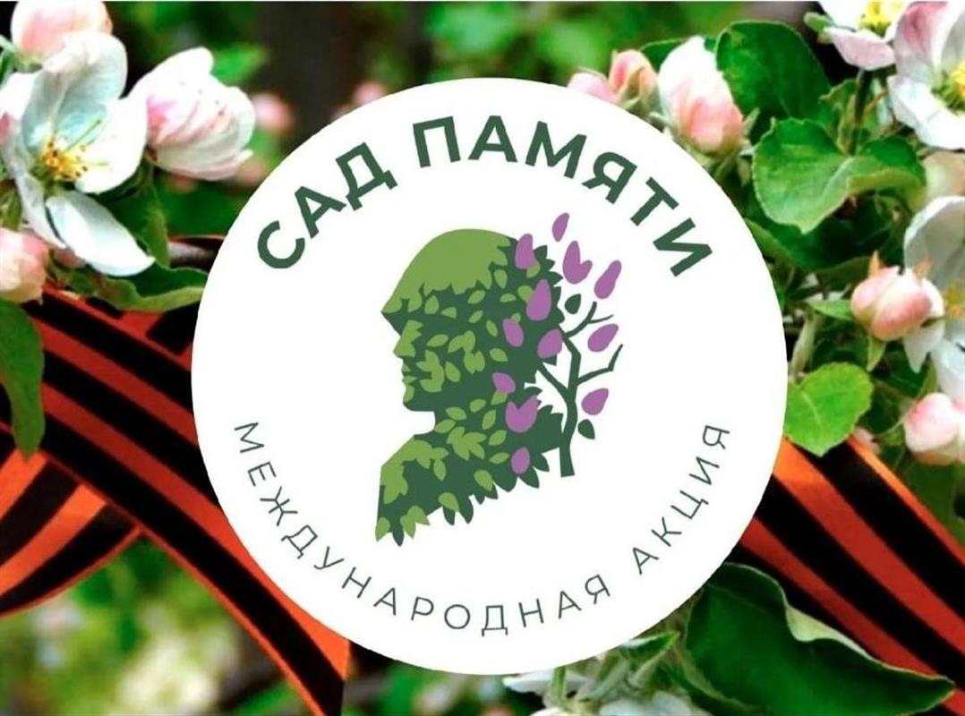 Ветераны и молодёжь посадят молодые сосны в костромском парке Победы
