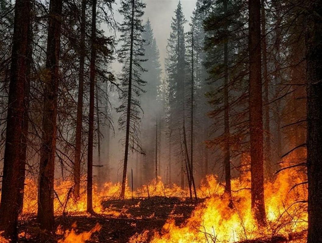 Лесной пожар сутки тушили в Костромской области