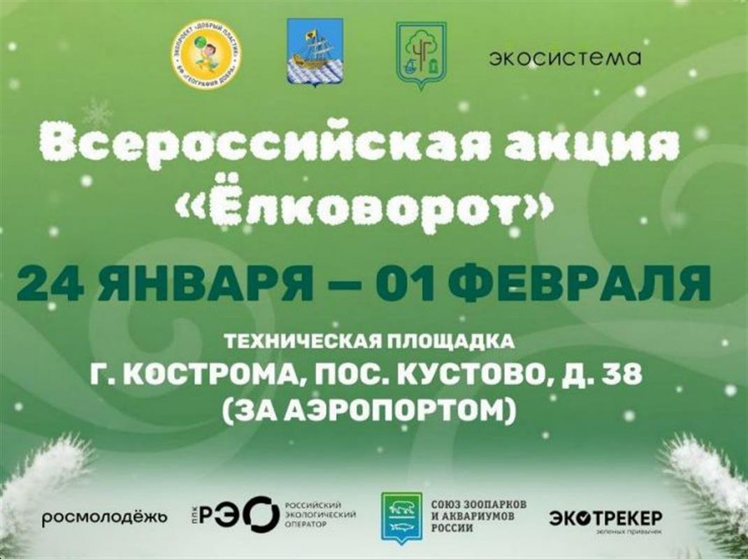 «Ёлковорот»: костромичи могут сдать новогодние ели на переработку