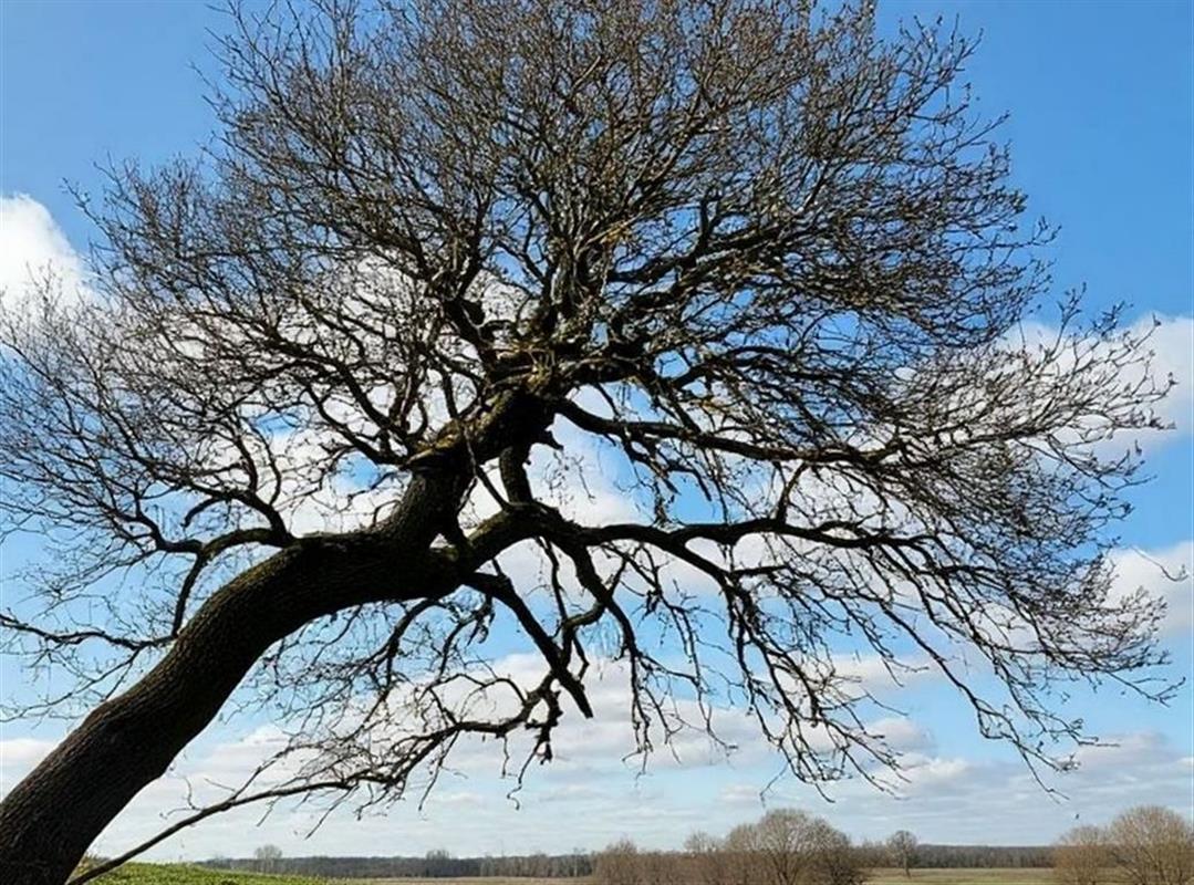 В воскресенье в Костромской области прогнозируется усиление ветра
