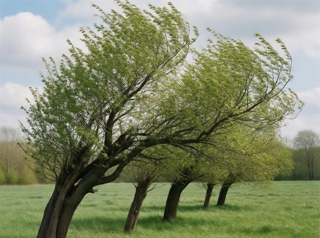 Сильный порывистый ветер ожидается в Костромской области сегодня
