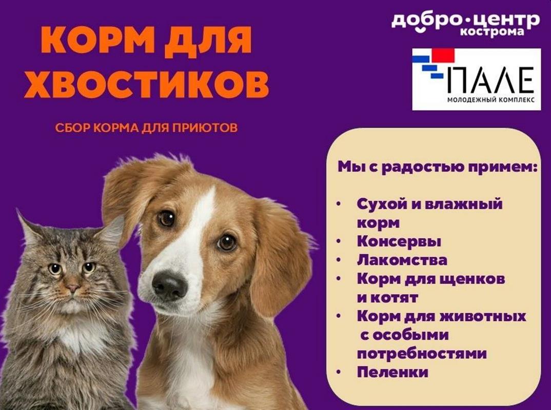 В Костроме проходит сбор кормов для бездомных животных