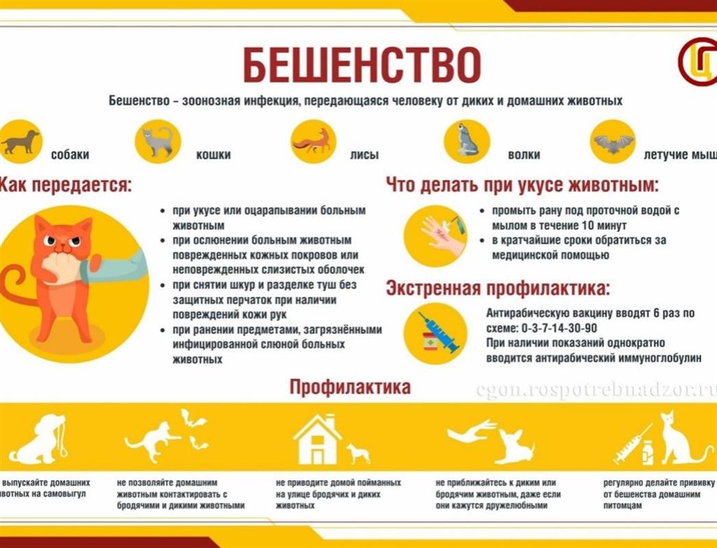 В Роспотребнадзоре напомнили костромичам о профилактике бешенства